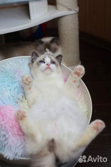 Hermes мальчик рэгдолл