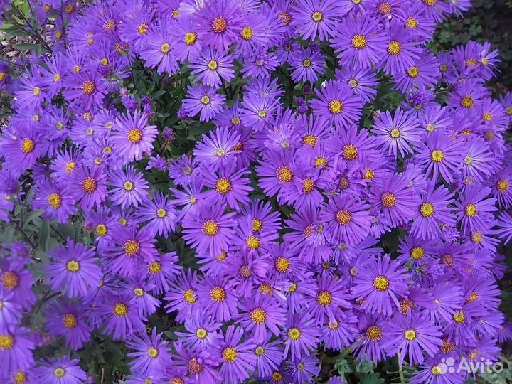 Астра многолетняя (сентябрина)