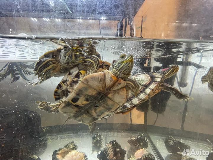 Черепашки красноухие