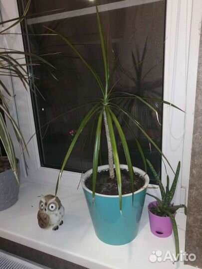 Комнатные цветы