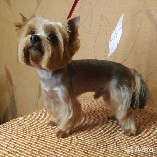 Стрижка собак и кошек / груминг/ищу грумера