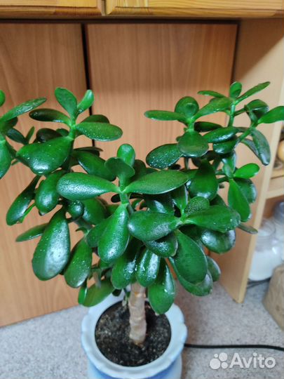 Денежное дерево толстянка с горшком