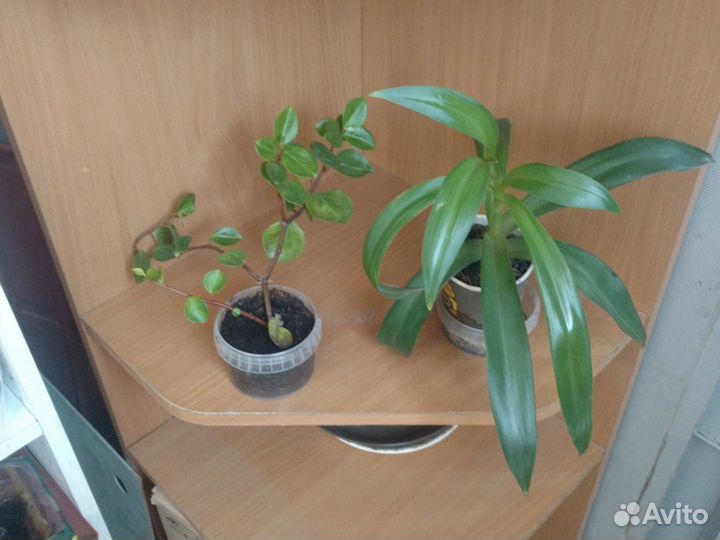 Рео и пеперомия оба за 50 р