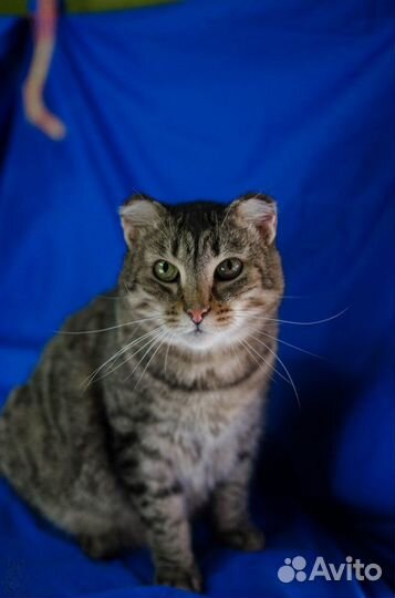 Василий безухов )