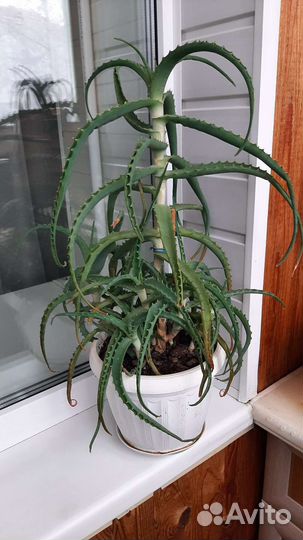 Алоэ столетник