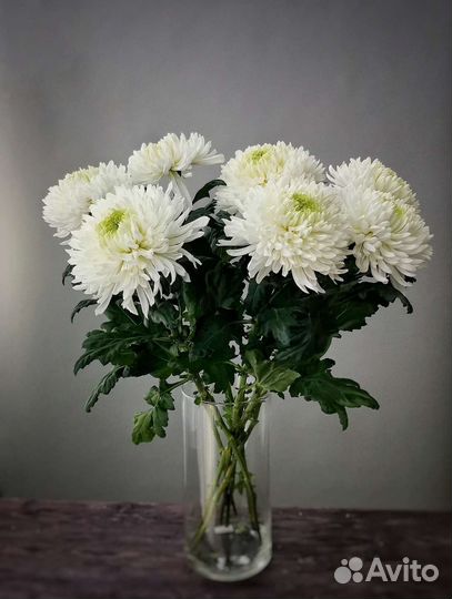 Хризантема одноголовая