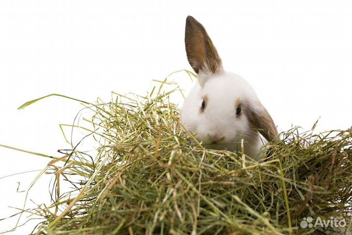 Сено в мешках