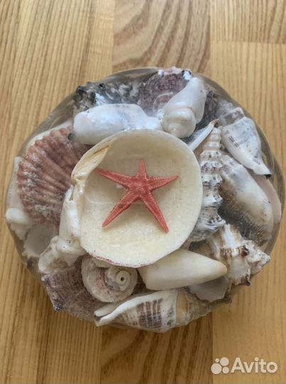 Морские ракушки раковины