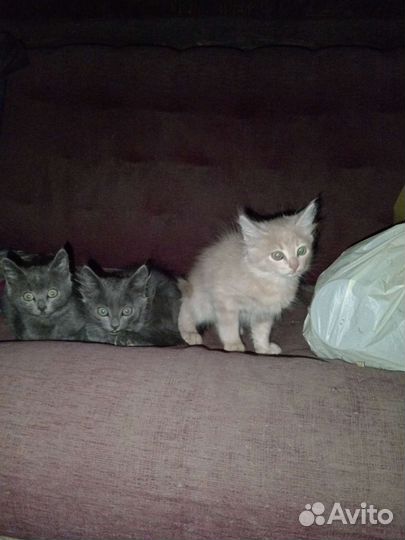 Котята в дар бесплатно