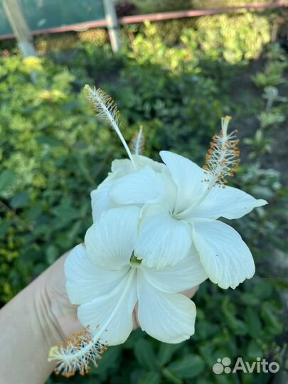 Комнатные растения редкие