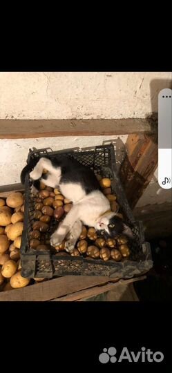 Потерялся кот
