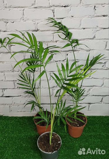 Хамедорея,Арека