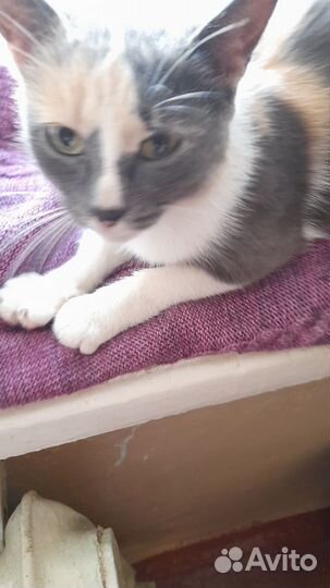 Девочка потеряшка