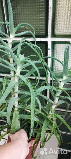 Цветок алоэ