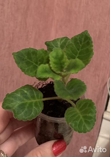 Глоксинии сортовые