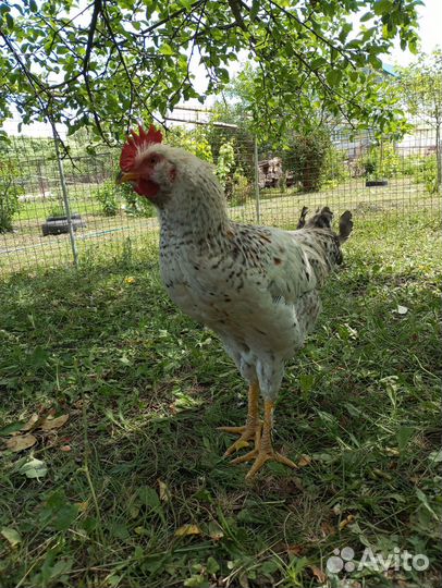 Молодые петухи