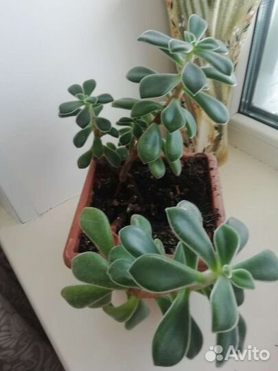 Комнатный цветок