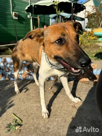 Собака девочка в добрые руки