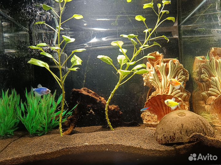 Аквариум