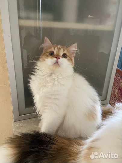 Хайленд страйт