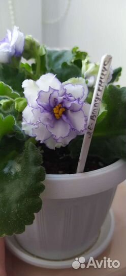 Фиалки детки, стартеры, листики