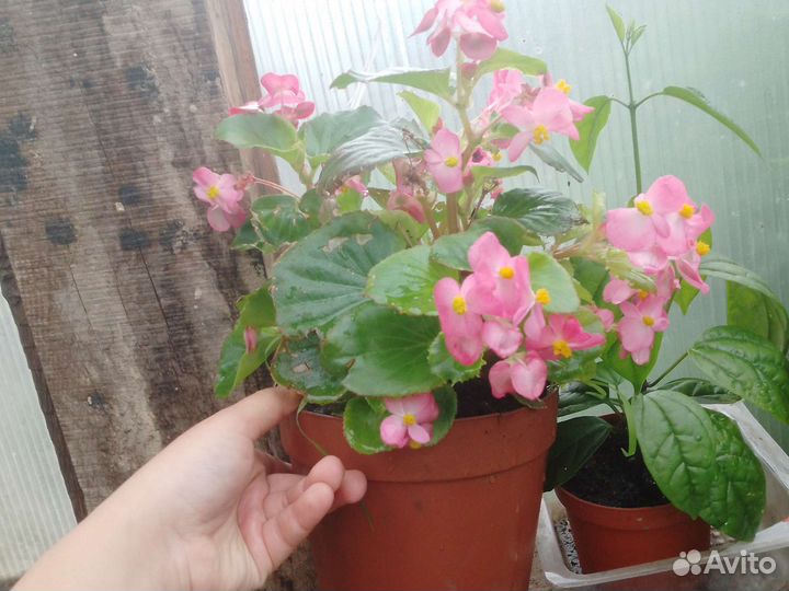 Бегония вечно цветущая