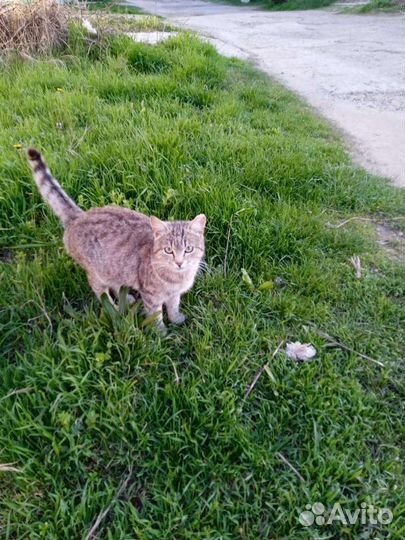 Кошечка ищет хозяина