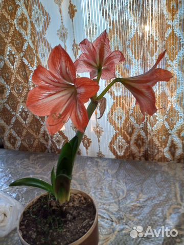 Гиппиаструм