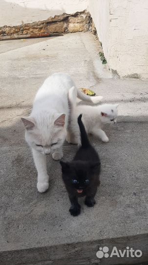 Котята в добрые руки