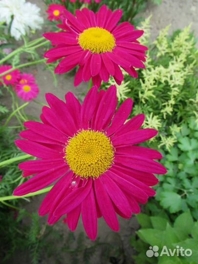 Пиретрум, красная ромашка