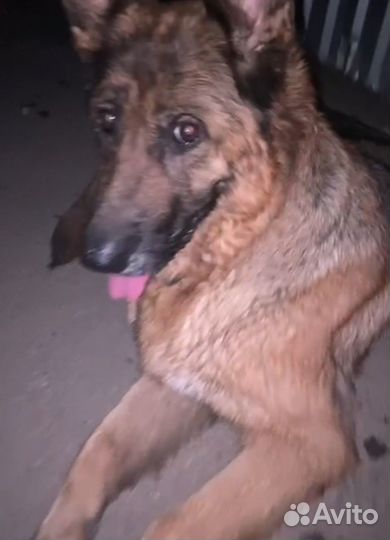 Найдена немецкая овчарка