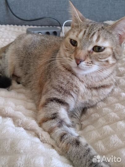 Кошка в добрые руки