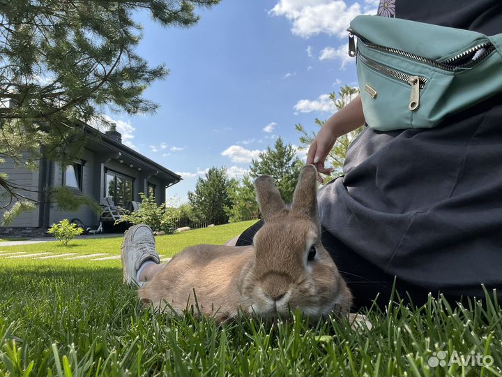 Декоративные кролики