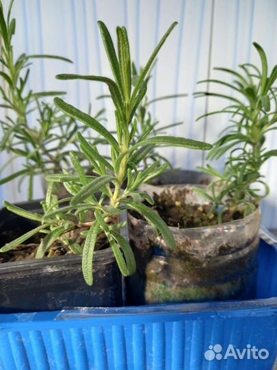 Розмарин лекарственный