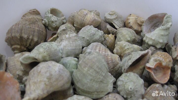 Морские ракушки