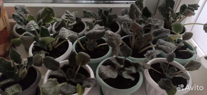 Фиалка в горшках