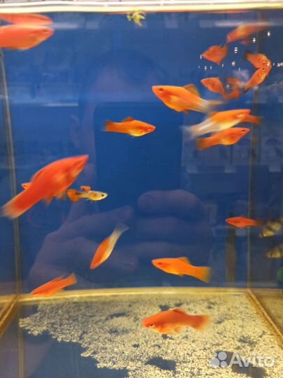 Аквариумные рыбки и растения