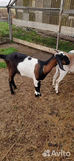 Нубийские козы