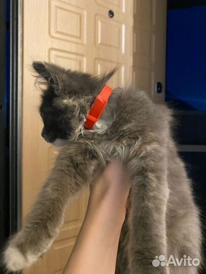 Кошечка девочка в добрые руки