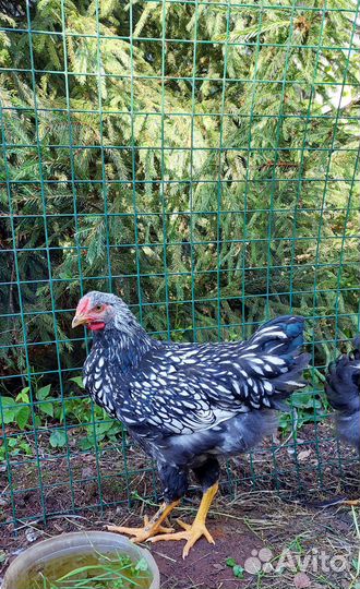 Петух породы виандот серебристый