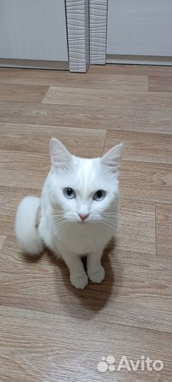 Кошка в дар