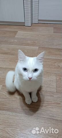 Кошка в дар