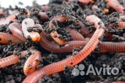 Черви для рыбалки