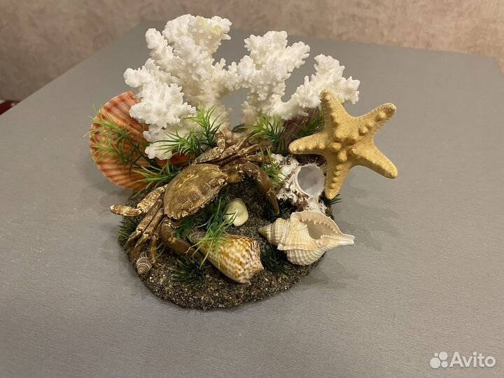 Ракушка морские