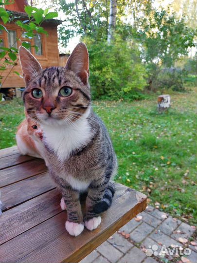 Кошки бесплатно