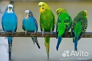 Волнистые попугаи