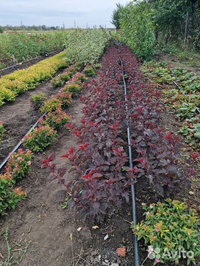 Декоративные растения для сада