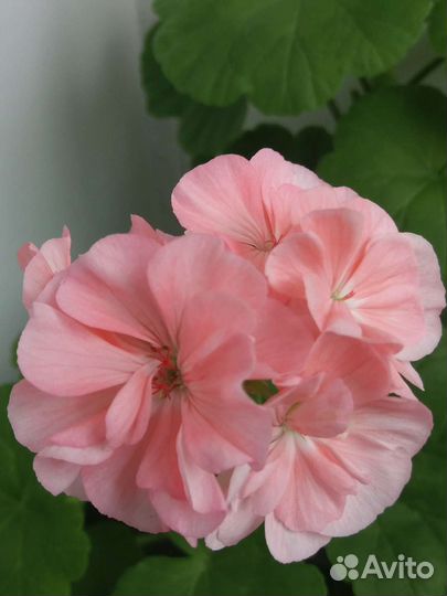 Пеларгония герань