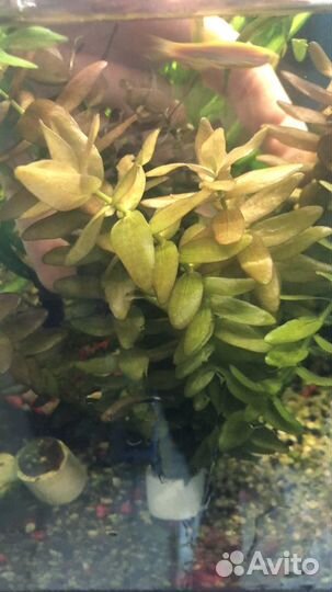 Аквариумные растения