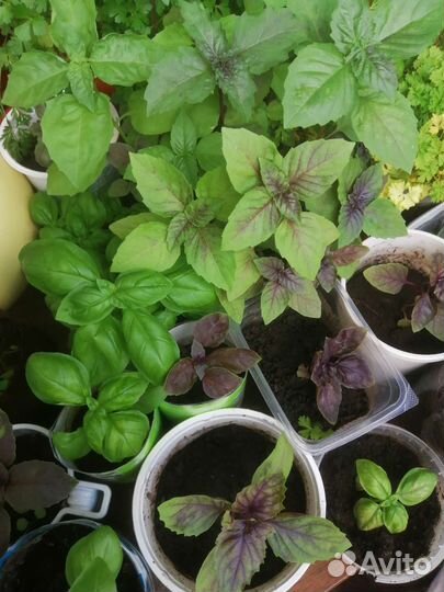 Базилик, свежая рассада